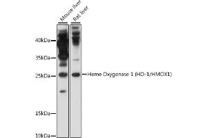 Western blot analysis of extracts of various cell lines, using Heme Oxygenase 1 (HO-1/HMOX1) antibody (ABIN6131782, ABIN6141882 and ABIN7101395) at 1:1000 dilution. (HMOX1 anticorps)