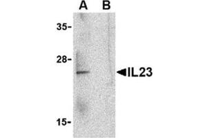 Image no. 1 for anti-Interleukin 23, alpha subunit p19 (IL23A) (C-Term) antibody (ABIN318744) (IL23A anticorps  (C-Term))