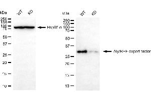Western blotting analysis using Aly/REF export factor antibody (ABIN7800546). (Recombinant THO Complex 4 anticorps)