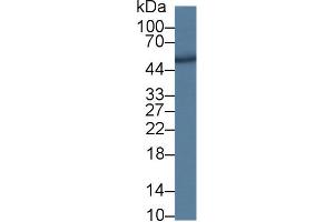 Western Blot; Sample: Human K562 cell lysate; Primary Ab: 1µg/ml Rabbit Anti-Human DPP7 Antibody Second Ab: 0.