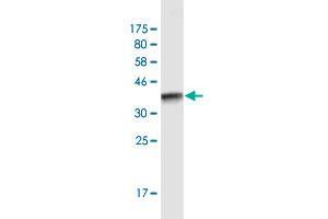 Western Blot detection against Immunogen (51. (IGKC anticorps  (AA 1-236))