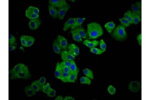 Immunofluorescence staining of HepG2 cells with ABIN7156094 at 1:66, counter-stained with DAPI. (IGKC anticorps  (AA 1-107))