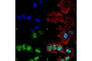Immunocytochemistry/Immunofluorescence analysis using Mouse Anti-Alpha Synuclein Monoclonal Antibody, Clone 10H7 (ABIN5564086).