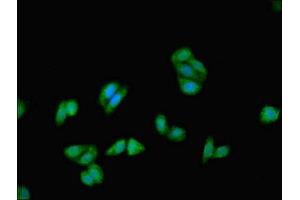 Immunofluorescent analysis of HepG2 cells using ABIN7157392 at dilution of 1:100 and Alexa Fluor 488-congugated AffiniPure Goat Anti-Rabbit IgG(H+L)