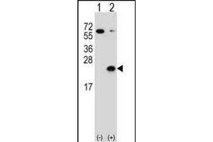 Western blot analysis of DUSP3 (arrow) using rabbit polyclonal DUSP3 Antibody  (ABIN392859 and ABIN2842277).