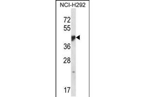 Western blot analysis in NCI-H292 cell line lysates (35ug/lane).