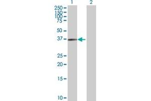 Western Blot analysis of USP46 expression in transfected 293T cell line by USP46 MaxPab polyclonal antibody. (USP46 anticorps  (AA 1-366))