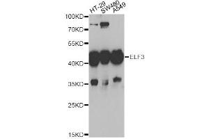 Western blot analysis of extracts of various cell lines, using ELF3 antibody (ABIN5973778) at 1/1000 dilution. (ELF3 anticorps)