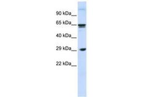 Image no. 1 for anti-C-Type Lectin Domain Family 4, Member M (CLEC4M) (N-Term) antibody (ABIN6740764) (C-Type Lectin Domain Family 4, Member M (CLEC4M) (N-Term) anticorps)