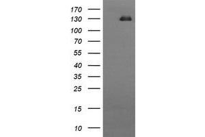 Image no. 1 for anti-CD163 (CD163) antibody (ABIN1497176) (CD163 anticorps)