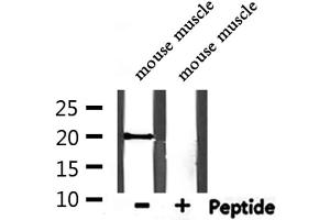 Western blot analysis of extracts from mouse muscle, using SNCG Antibody.
