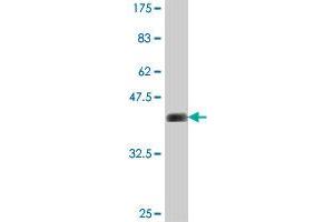 Western Blot detection against Immunogen (36. (PCDH7 anticorps  (AA 31-124))