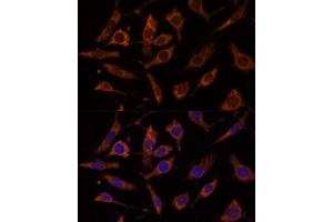 Immunofluorescence analysis of L929 cells using RPL24 Polyclonal Antibody (ABIN7269998) at dilution of 1:100 (40x lens).