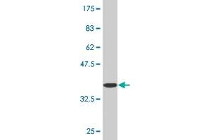 Western Blot detection against Immunogen (36. (GLRA1 anticorps  (AA 121-220))