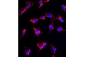 Immunofluorescence (IF) image for anti-Nanos Homolog 1 (NANOS1) antibody (ABIN2997721) (Nanos Homolog 1 anticorps)