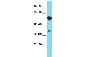 Western Blotting (WB) image for anti-Myosin XIX (MYO19) (N-Term) antibody (ABIN2790823) (Myosin XIX anticorps  (N-Term))