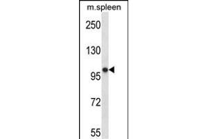 POLR3B Antibody (N-term) (ABIN657740 and ABIN2846724) western blot analysis in mouse spleen tissue lysates (35 μg/lane). (POLR3B anticorps  (N-Term))