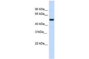 IRX3 antibody used at 0.