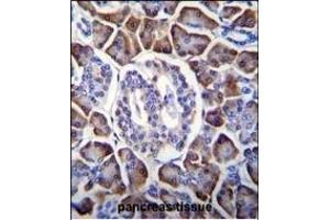 GDPD1 Antibody (N-term) (ABIN655369 and ABIN2844926) immunohistochemistry analysis in formalin fixed and paraffin embedded human pancreas tissue followed by peroxidase conjugation of the secondary antibody and DAB staining.