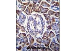 GDPD1 Antibody (N-term) (ABIN655369 and ABIN2844926) immunohistochemistry analysis in formalin fixed and paraffin embedded human pancreas tissue followed by peroxidase conjugation of the secondary antibody and DAB staining. (GDPD1 anticorps  (N-Term))