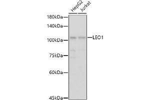 Western blot analysis of extracts of various cell lines, using LEO1 antibody (ABIN6133790, ABIN6143141 and ABIN7101832) at 1:1000 dilution.