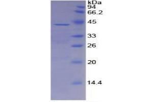 SDS-PAGE of Protein Standard from the Kit  (Highly purified E.