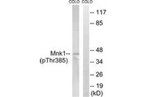 Western blot analysis of extracts from COLO205 cells treated with PMA 125ng/ml 30', using Mnk1 (Phospho-Thr385) Antibody. (MKNK1 anticorps  (pThr385))