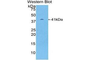 Western Blotting (WB) image for anti-Proteasome (Prosome, Macropain) 26S Subunit, Non-ATPase, 7 (PSMD7) (AA 1-324) antibody (ABIN1860342)