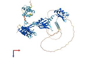 Poly(A) Binding Protein, Cytoplasmic 1-Like (PABPC1L) (AA 1-614) protein (His tag)