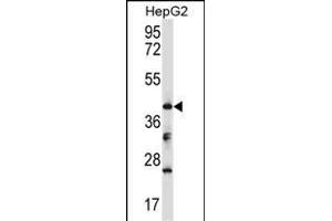 Mouse Bckdk Antibody (Center) (ABIN657720 and ABIN2846707) western blot analysis in HepG2 cell line lysates (35 μg/lane). (BCKDK anticorps  (AA 159-188))