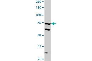 SREBF1 monoclonal antibody (M01), clone 4B10.