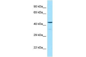 Western Blotting (WB) image for anti-Hypocretin (Orexin) Receptor 1 (HCRTR1) (C-Term) antibody (ABIN970862) (HCRTR1 anticorps  (C-Term))