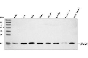 Western blot analysis of RPS25 using anti-RPS25 antibody (ABIN7601567).