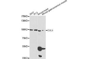 Western blot analysis of extracts of various cell lines, using CUL5 Antibody (ABIN5973105) at 1/1000 dilution. (Cullin 5 anticorps)