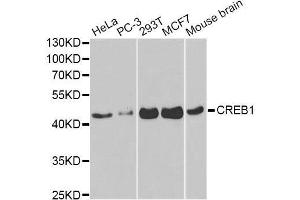 Western blot analysis of extracts of various cell lines, using CREB1 antibody. (CREB1 anticorps)