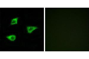 Peptide - +Immunofluorescence analysis of LOVO cells, using CHRM4 antibody. (CHRM4 anticorps  (Internal Region))