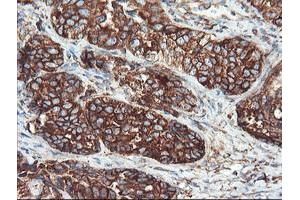 Image no. 9 for anti-Ubiquitin Specific Peptidase 9, X-Linked (USP9X) (AA 2246-2570) antibody (ABIN1491228) (USP9X anticorps  (AA 2246-2570))