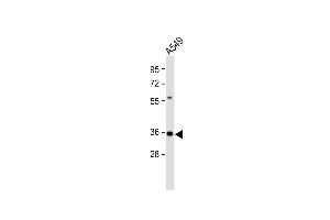 Anti-CASP5 Antibody (Center) at 1:2000 dilution + A549 whole cell lysate Lysates/proteins at 20 μg per lane. (CASP5 anticorps  (AA 162-191))