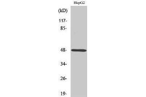 Western Blotting (WB) image for anti-Purinergic Receptor P2Y, G-Protein Coupled, 11 (P2RY11) (Internal Region) antibody (ABIN3186250) (P2RY11 anticorps  (Internal Region))