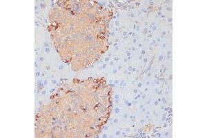Immunohistochemistry of paraffin-embedded mouse pancreas using PTPRN2 antibody (ABIN7269710) at dilution of 1:100 (40x lens). (PTPRN2 anticorps  (AA 22-242))