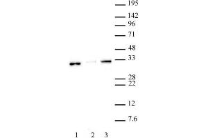 Histone H1. (Histone H1 anticorps  (N-Term))