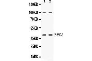 Western blot analysis of RPSA expression in HELA whole cell lysates ( Lane 1) and U2OS whole cell lysates ( Lane 2). (RPSA/Laminin Receptor anticorps  (AA 2-138))