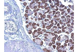 IHC-P Image LETM1 antibody detects LETM1 protein at cytoplasm on mouse stomach by immunohistochemical analysis. (LETM1 anticorps  (C-Term))