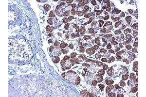 IHC-P Image LETM1 antibody detects LETM1 protein at cytoplasm on mouse stomach by immunohistochemical analysis.