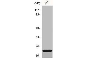 Western Blot analysis of 293 cells using Na+ CP type IIβ Polyclonal Antibody (SCN2B anticorps  (Internal Region))