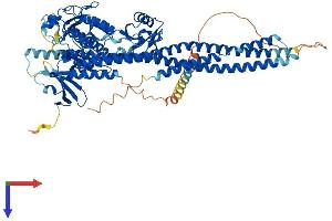 AlphaFold protein structure predicition of Human Recombinant IKBKB Protein, UniprotID O14920