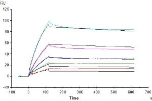 Human LILRB2 captured on Protein A chip, can bind Human ANGPTL3, His Tag with an affinity constant of 17.