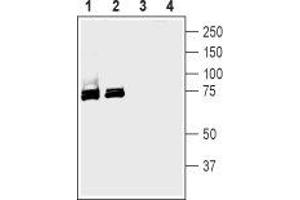 Western blot analysis of rat (lanes 1 and 3) and mouse (lanes 2 and 4) brain membranes: - 1,2. (SLC5A1 anticorps  (Extracellular, N-Term))