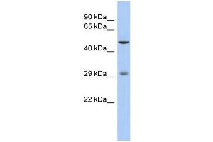 WB Suggested Anti-LBX1 Antibody Titration: 0. (Lbx1 anticorps  (Middle Region))