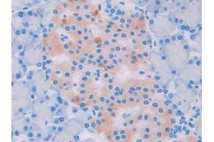 IHC-P analysis of Rat Pancreas Tissue, with DAB staining. (UCP2 anticorps  (AA 99-216))